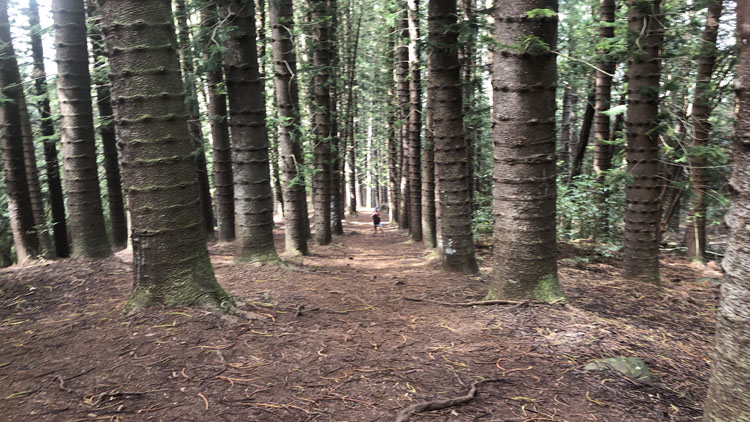 The vista from the Nounou Trail forest