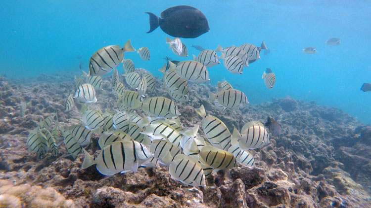 Tangs at Lawai Beach