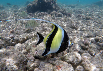 A Mooris Idol at Poipu Beach