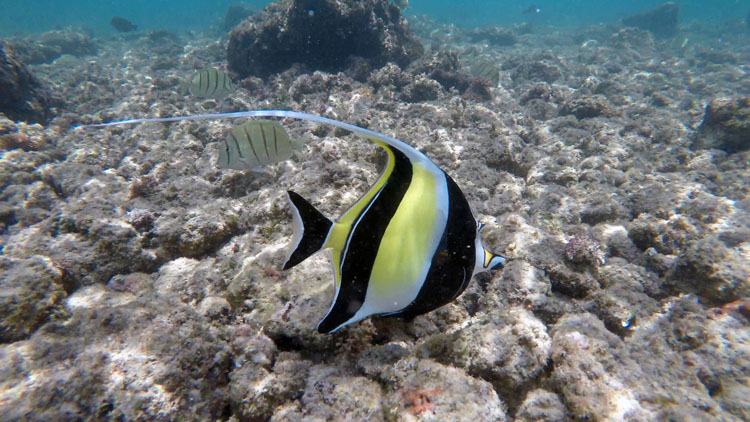 A Mooris Idol at Poipu Beach