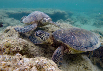 Two sea turtles (honu) at Anini Beach