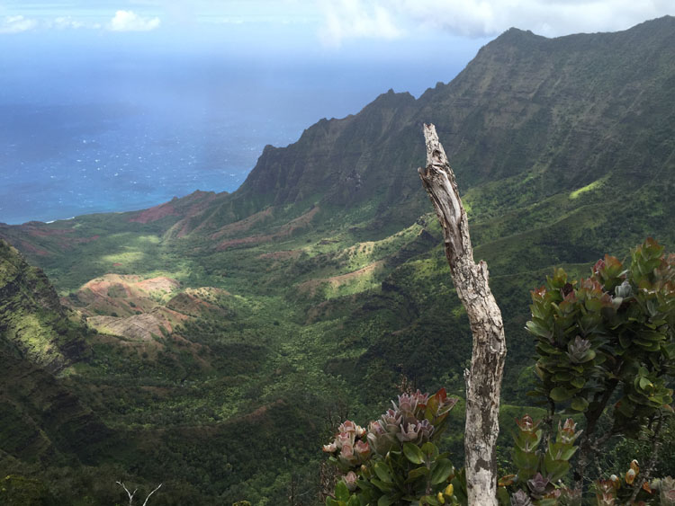 Koke'e State Park vista
