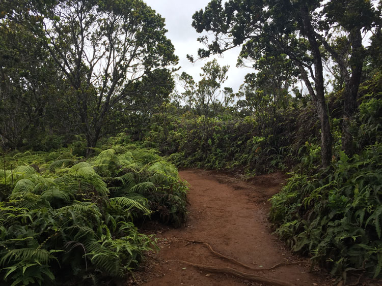 Koke'e State Park Trail
