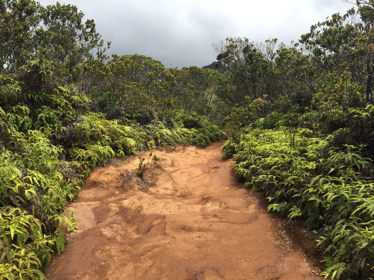 Koke'e State Park trail