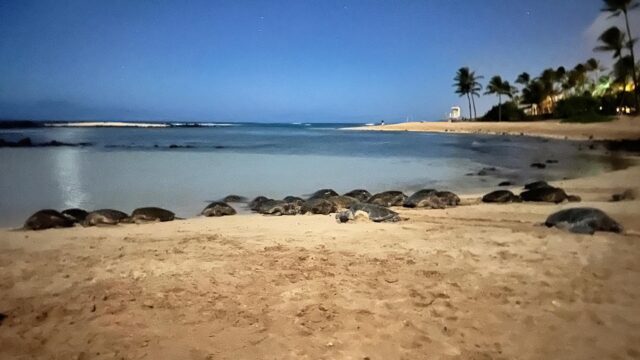 We counted nearly twenty honu sleeping at the baby pool at Poipu Beach last night. The great news is that turtle education and protection is getting organized here. Signs and cones help people know to keep their distance.