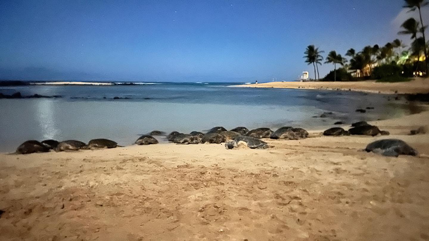 We counted nearly twenty honu sleeping at the baby pool at Poipu Beach last night. The great news is that turtle education and protection is getting organized here. Signs and cones help people know to keep their distance.